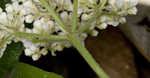 Mapleleaf viburnum